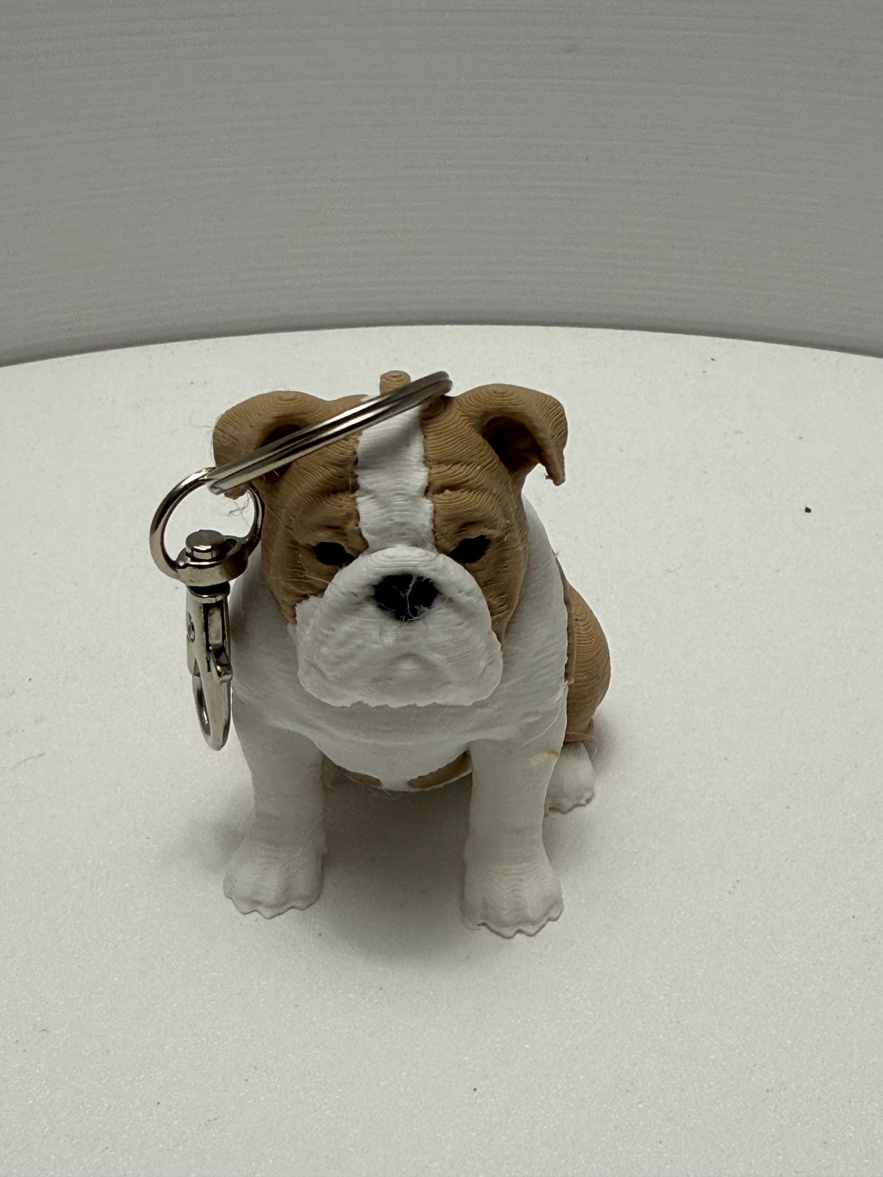 3D printed tan and white bulldog keychain with silver split ring and lobster clasp sitting upright